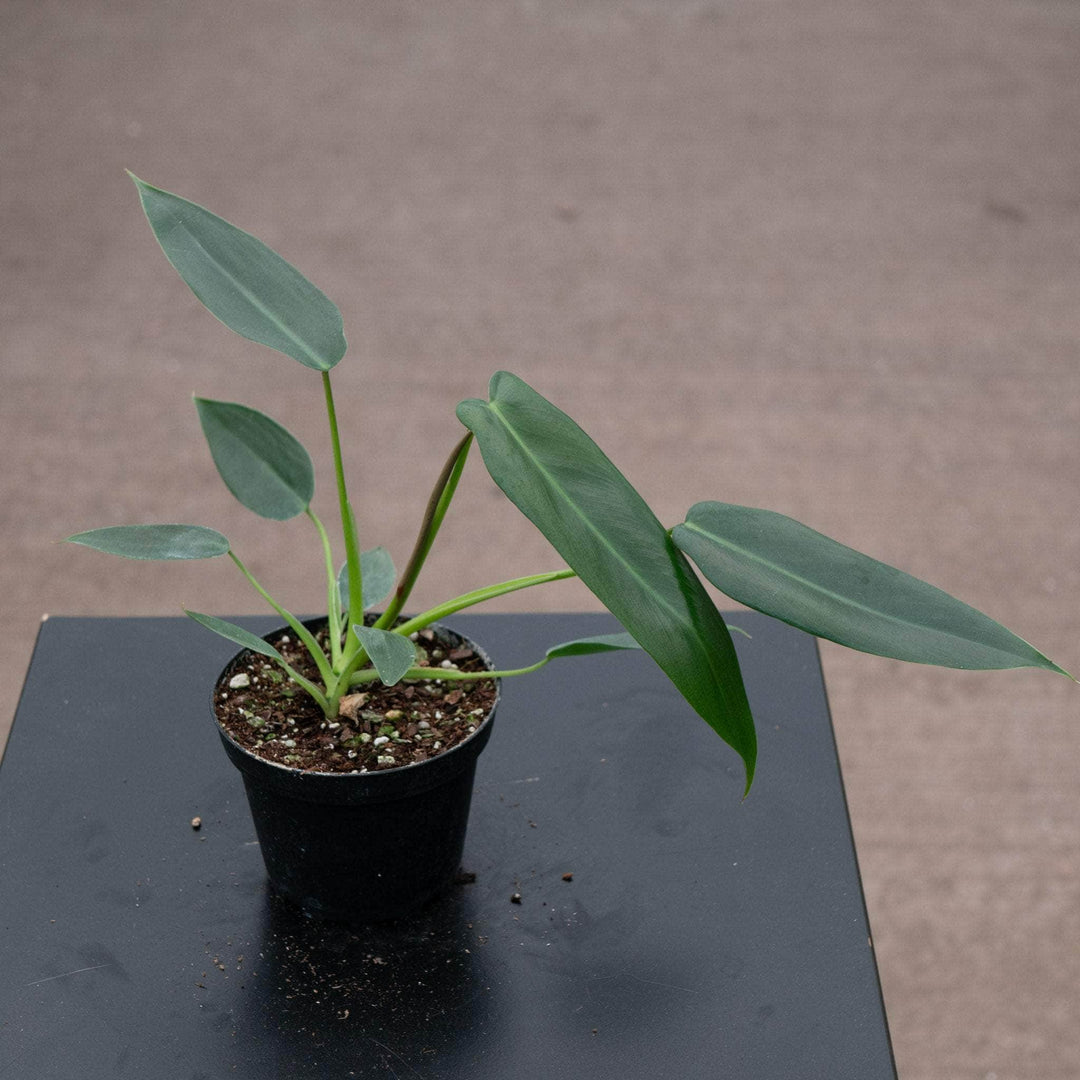 Gabriella Plants Philodendron 4” Philodendron spiritus-sancti