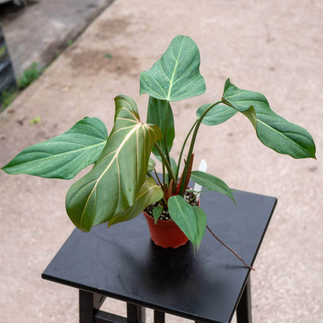 Gabriella Plants Philodendron 4" Philodendron 'Summer Glory'