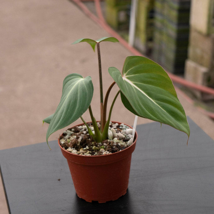 Gabriella Plants Philodendron 4" Philodendron 'Summer Glory'