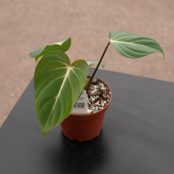 Gabriella Plants Philodendron 4" Philodendron 'Summer Glory'