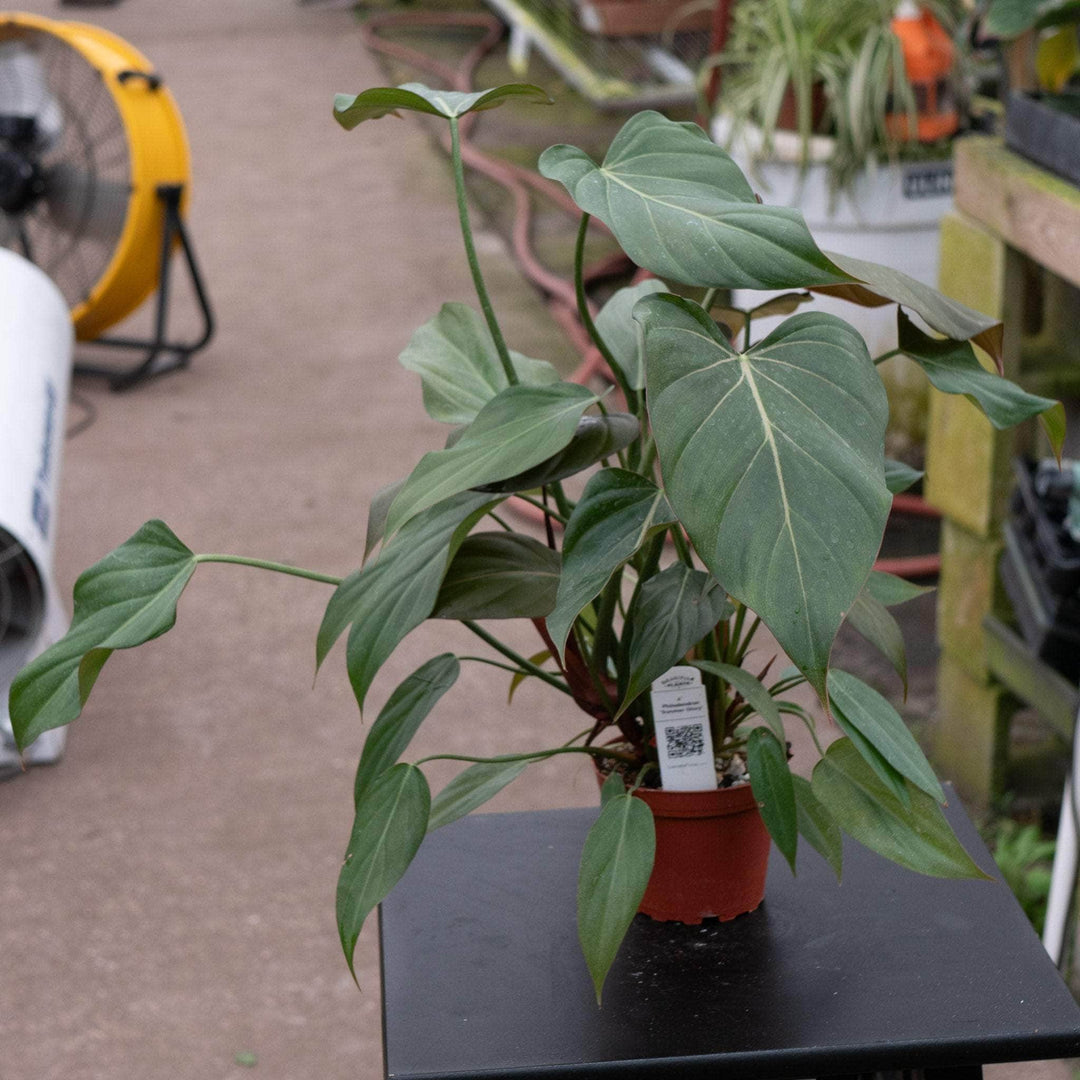 Gabriella Plants Philodendron 4" Philodendron 'Summer Glory'