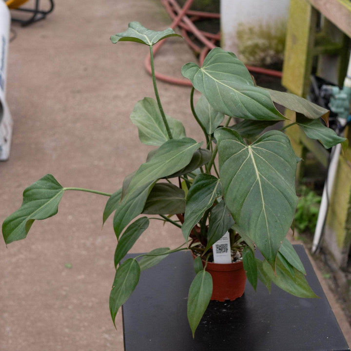 Gabriella Plants Philodendron 4" Philodendron 'Summer Glory'