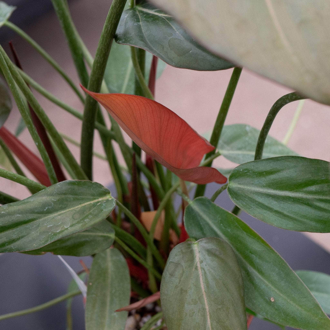 Gabriella Plants Philodendron 4" Philodendron 'Summer Glory'