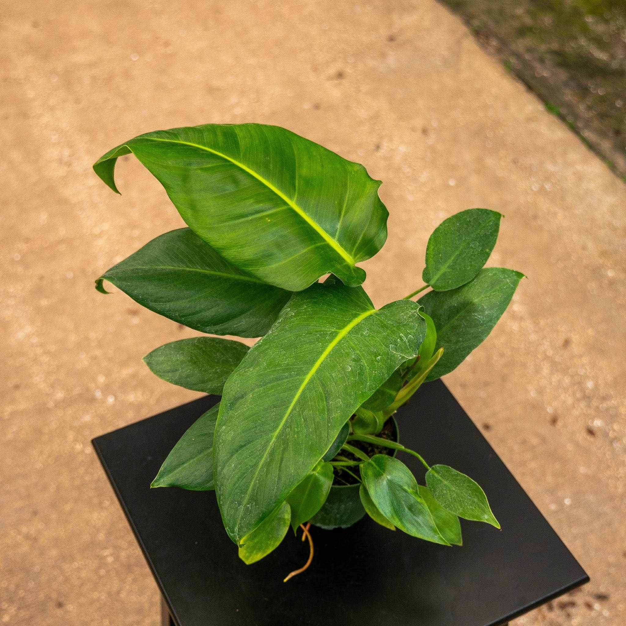 Pothos Epipremnum aureum 'Variegated Neon' - Gabriella Plants