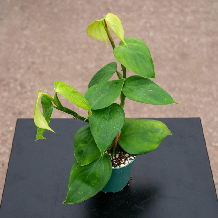 Gabriella Plants Philodendron 3" Philodendron villamagense 'Pangui'