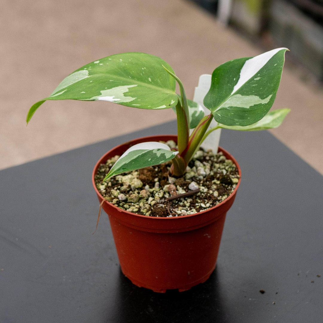 Gabriella Plants Philodendron 4" Philodendron 'White Princess'