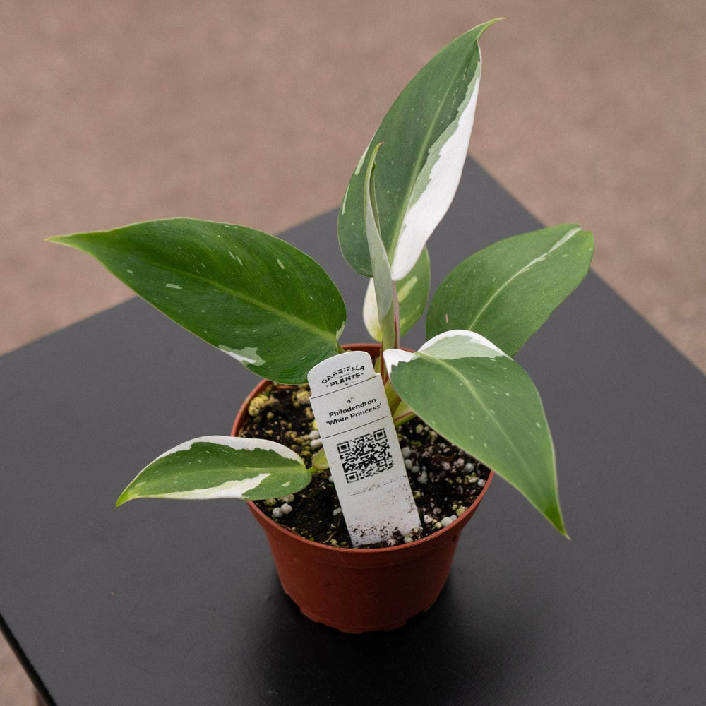 Gabriella Plants Philodendron 4" Philodendron 'White Princess'