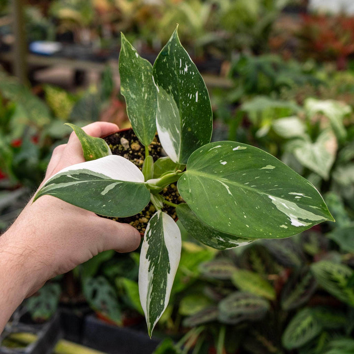 Gabriella Plants Philodendron 4" Philodendron 'White Wizard'