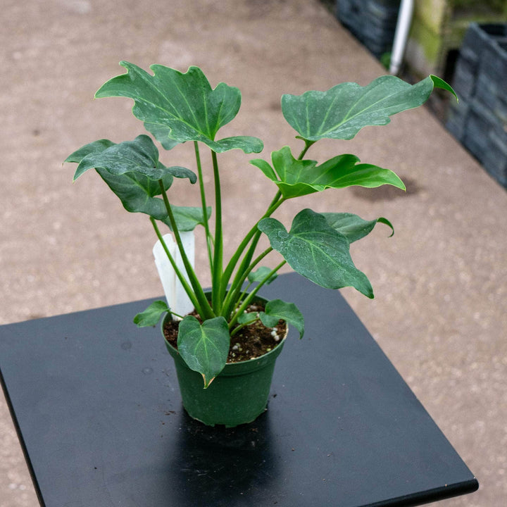 Gabriella Plants Philodendron 4" Philodendron xanadu 'Deja Vu'