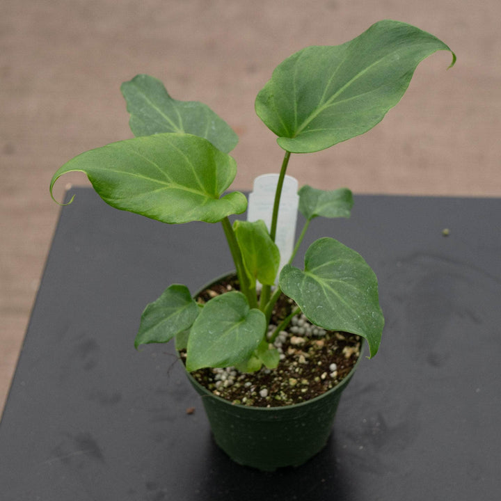 Gabriella Plants Philodendron 4" Philodendron xanadu 'Deja Vu'