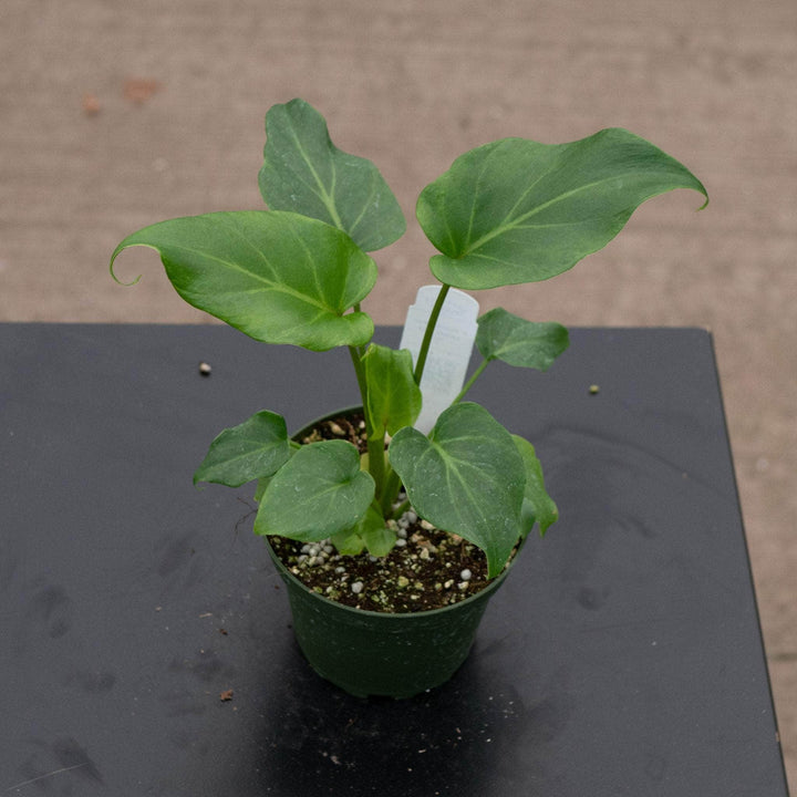 Gabriella Plants Philodendron Philodendron xanadu 'Deja Vu'