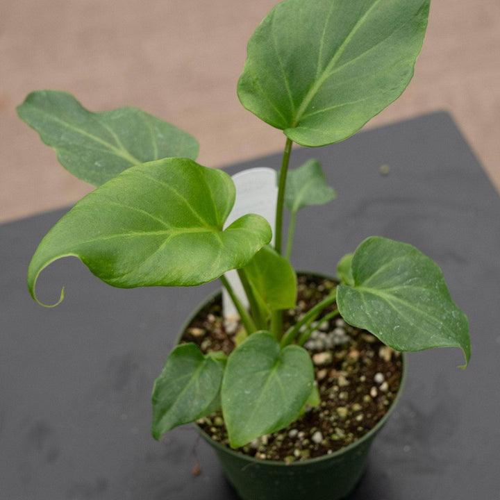 Gabriella Plants Philodendron Philodendron xanadu 'Deja Vu'