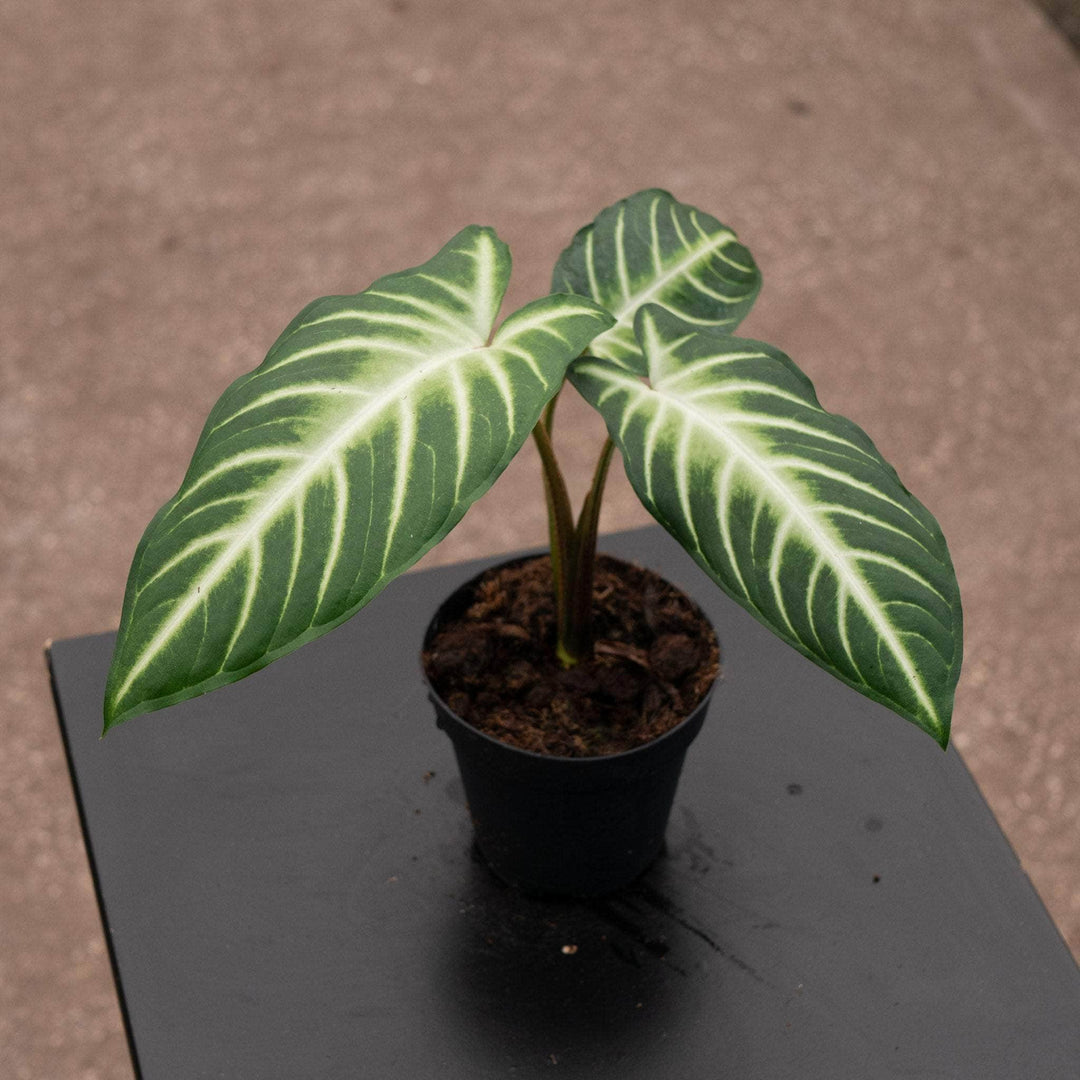 Gabriella Plants Alocasia 4" Phyllotaenium lindenii 'Magnificum'