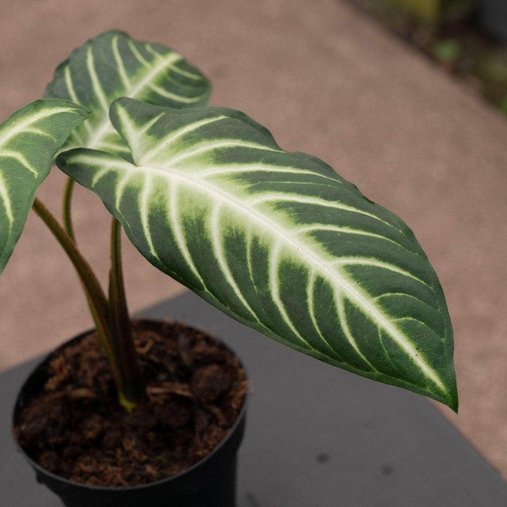 Gabriella Plants Alocasia 4" Phyllotaenium lindenii 'Magnificum'