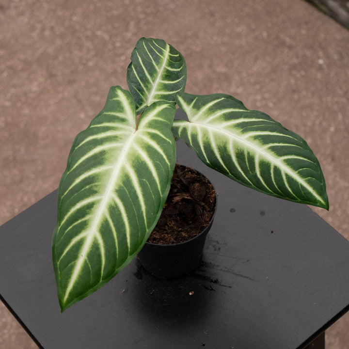 Gabriella Plants Alocasia 4" Phyllotaenium lindenii 'Magnificum'