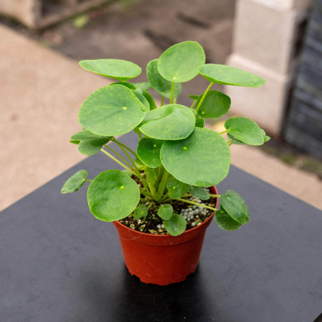 Gabriella Plants Other 4 Pilea peperomioides