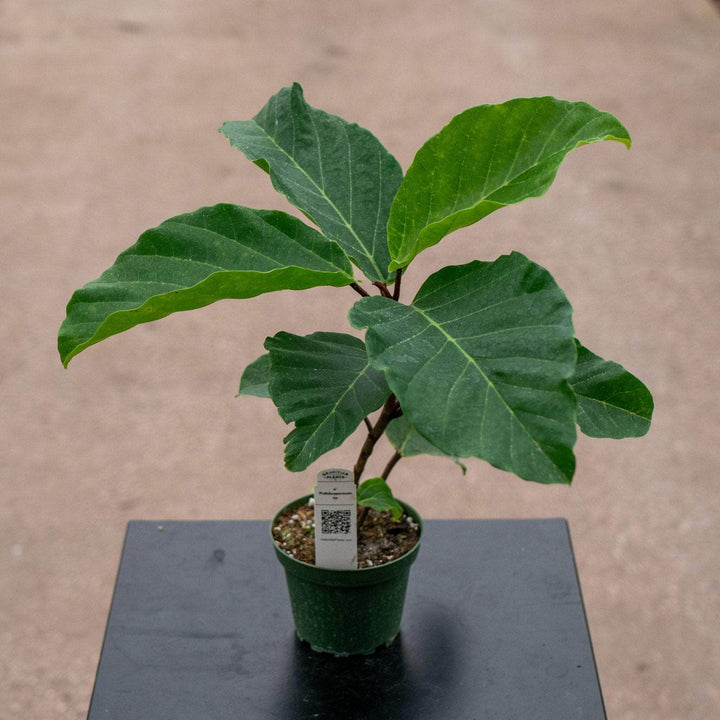 Gabriella Plants Lanai 4" Poikilospermum sp.