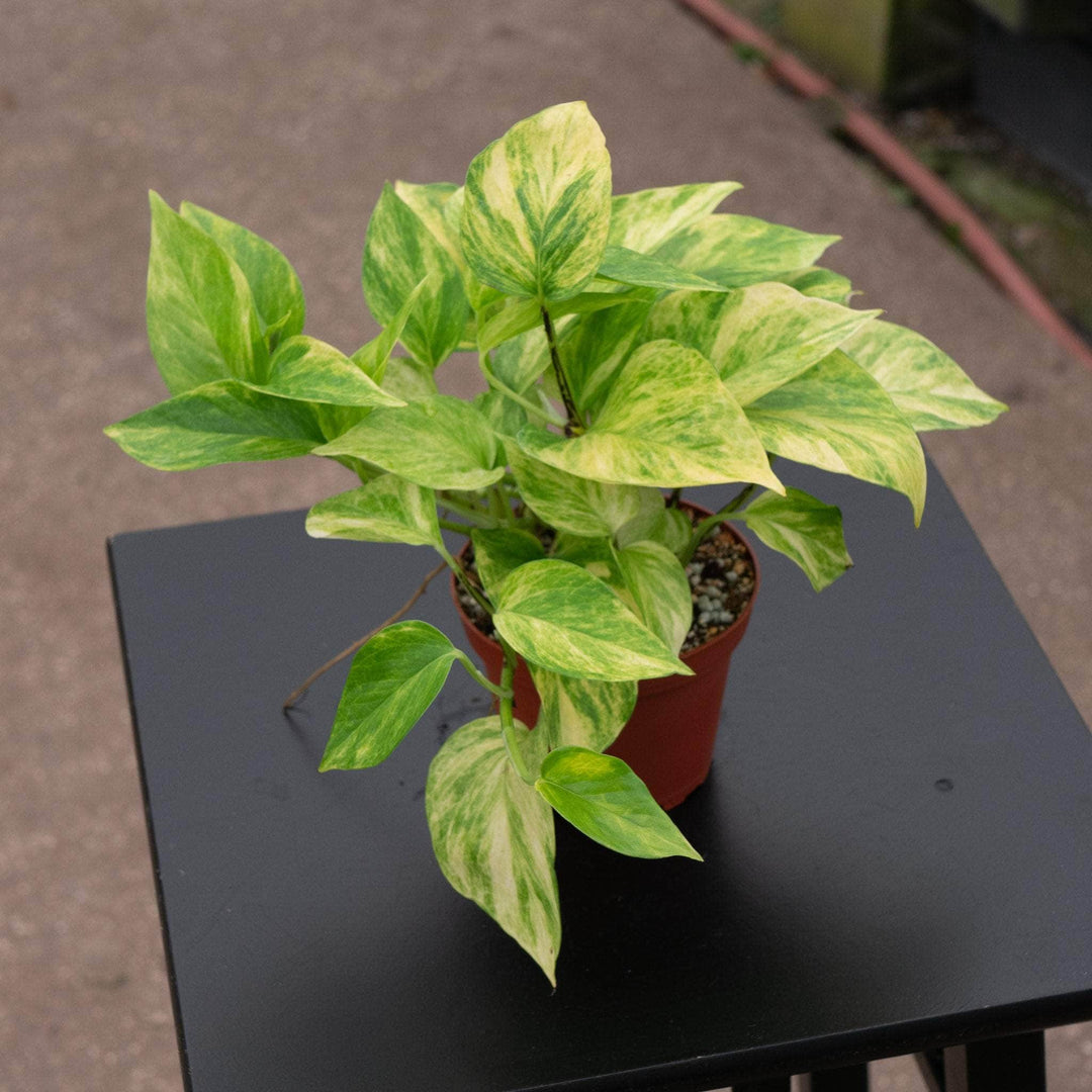 Gabriella Plants Pothos 4" Pothos Epipremnum aureum 'Alta Voltagem'