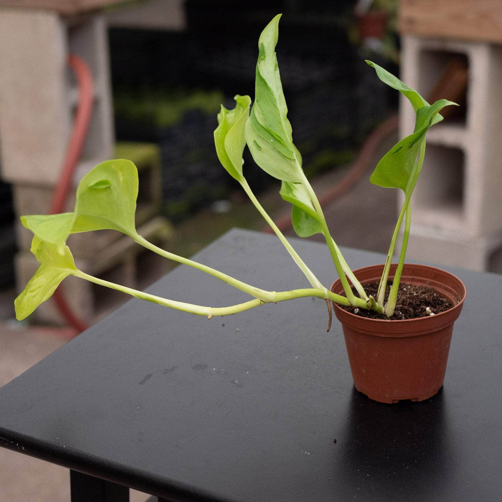 Gabriella Plants Pothos 3" Pothos Epipremnum aureum 'Champs-Élysées'