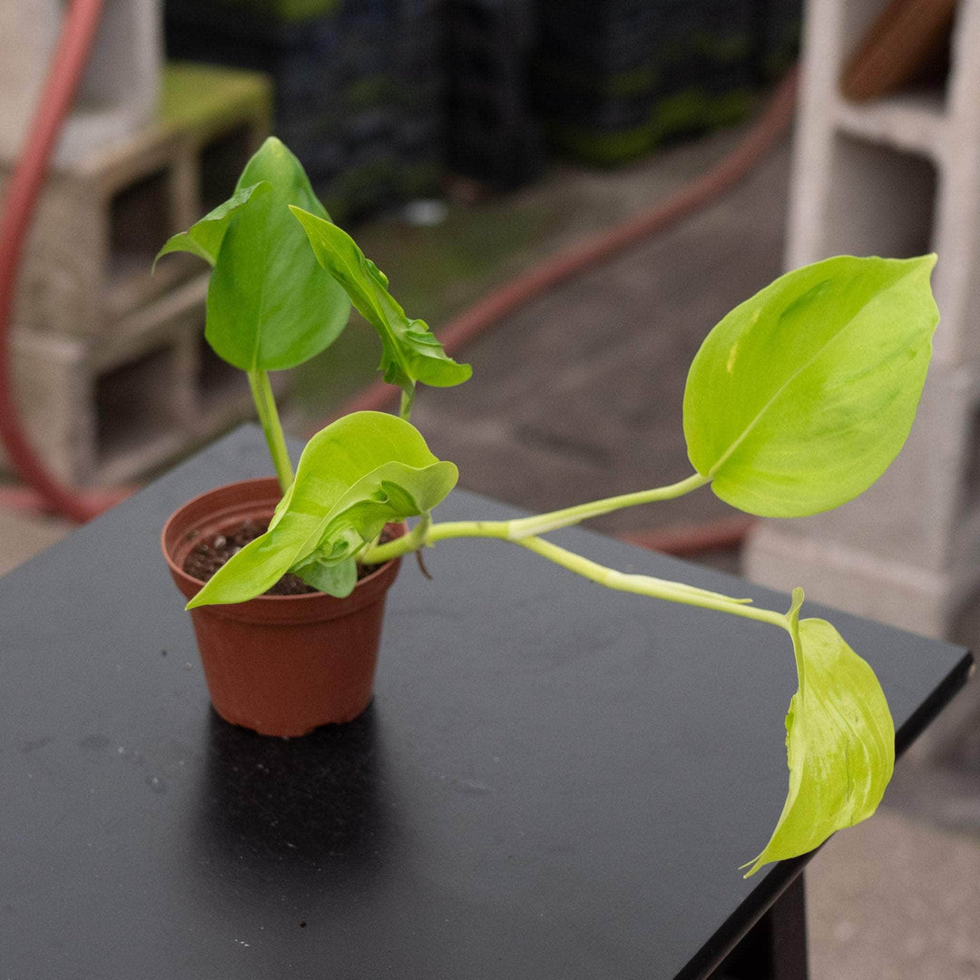 Gabriella Plants Pothos 3" Pothos Epipremnum aureum 'Champs-Élysées'