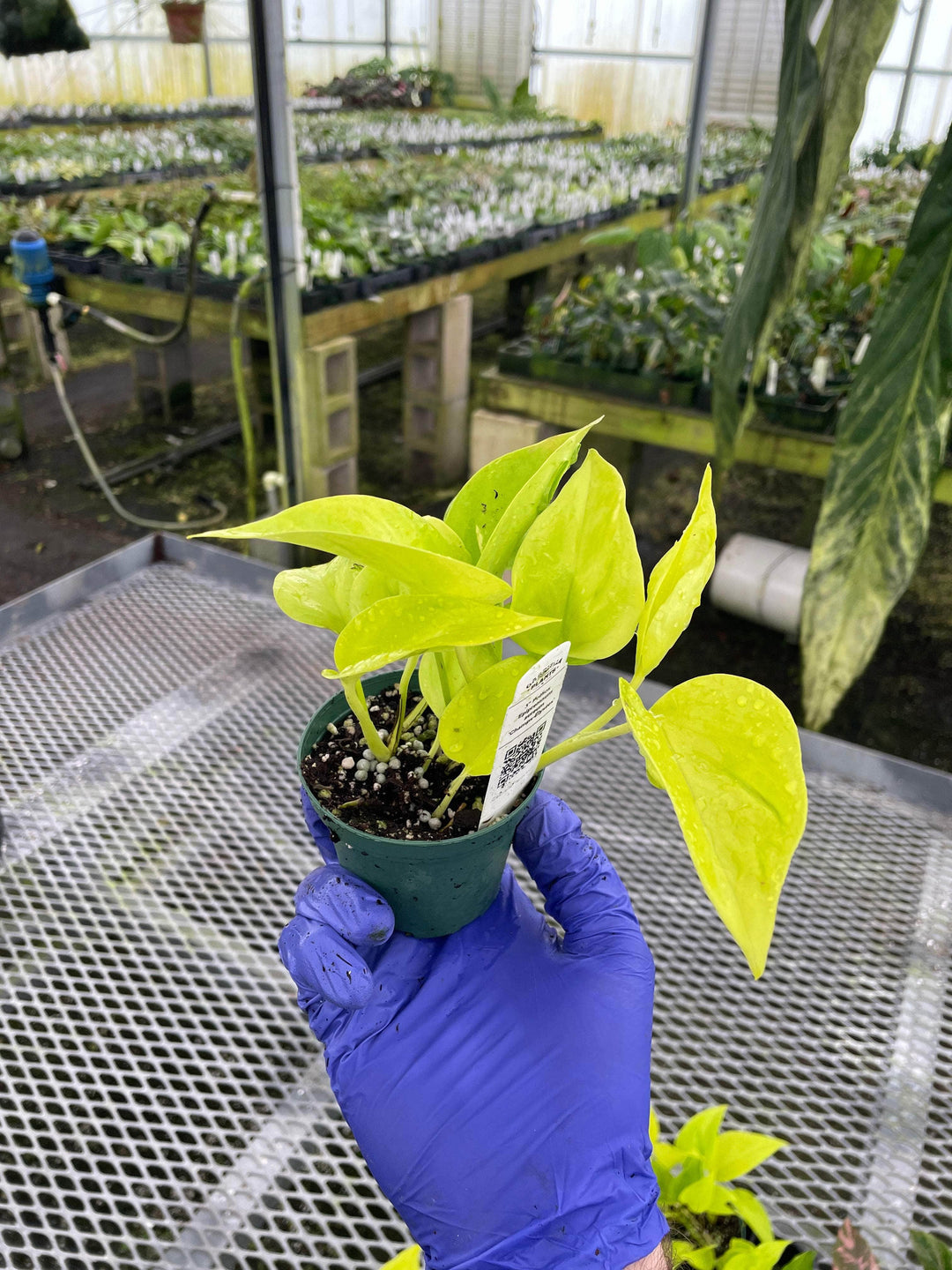 Gabriella Plants Pothos 3" Pothos Epipremnum aureum 'Champs-Élysées'