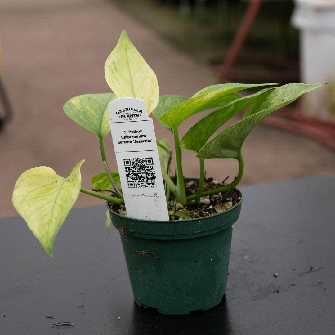 Gabriella Plants Pothos 3" Pothos Epipremnum aureum 'Jessenia'