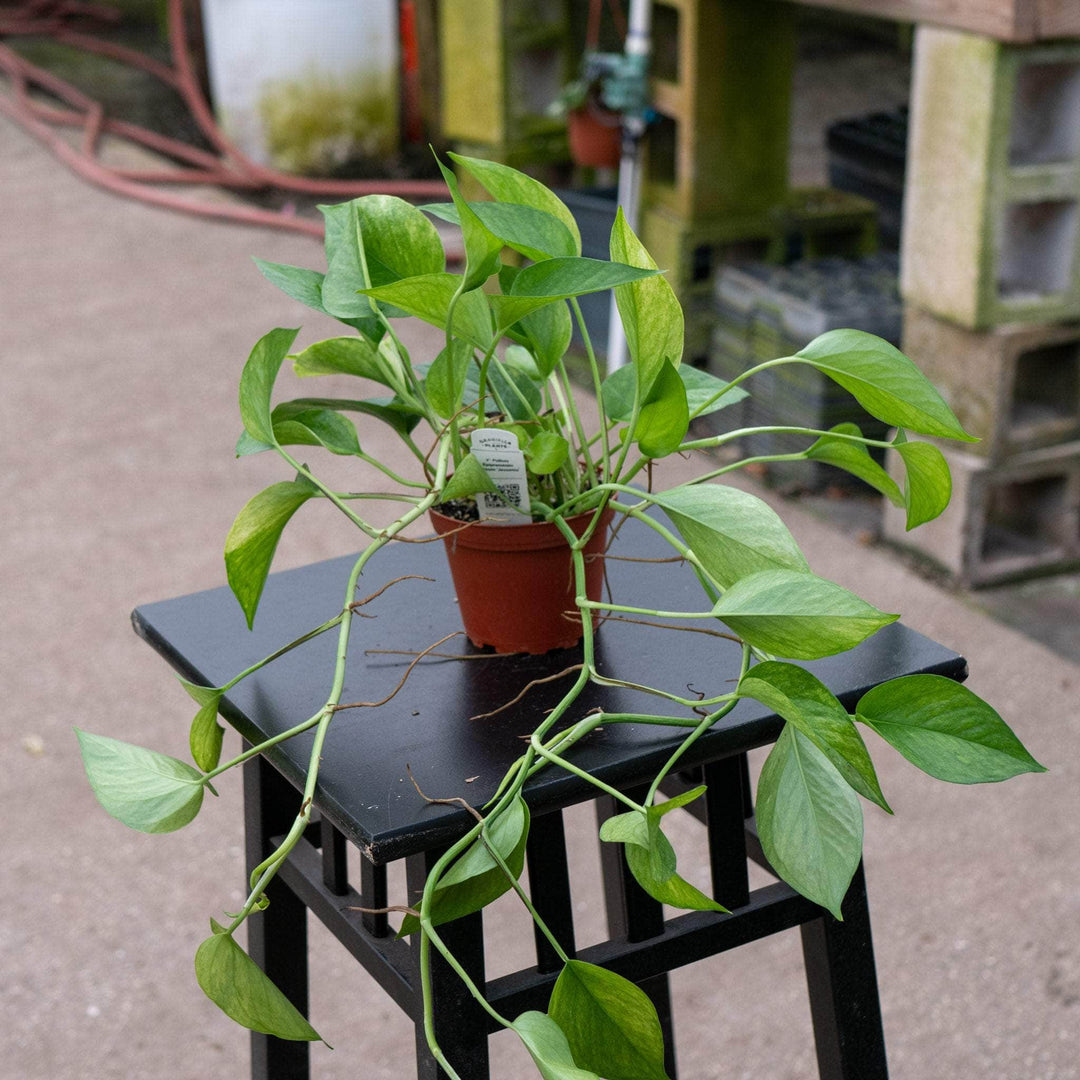 Gabriella Plants Pothos 4" Pothos Epipremnum aureum 'Jessenia'