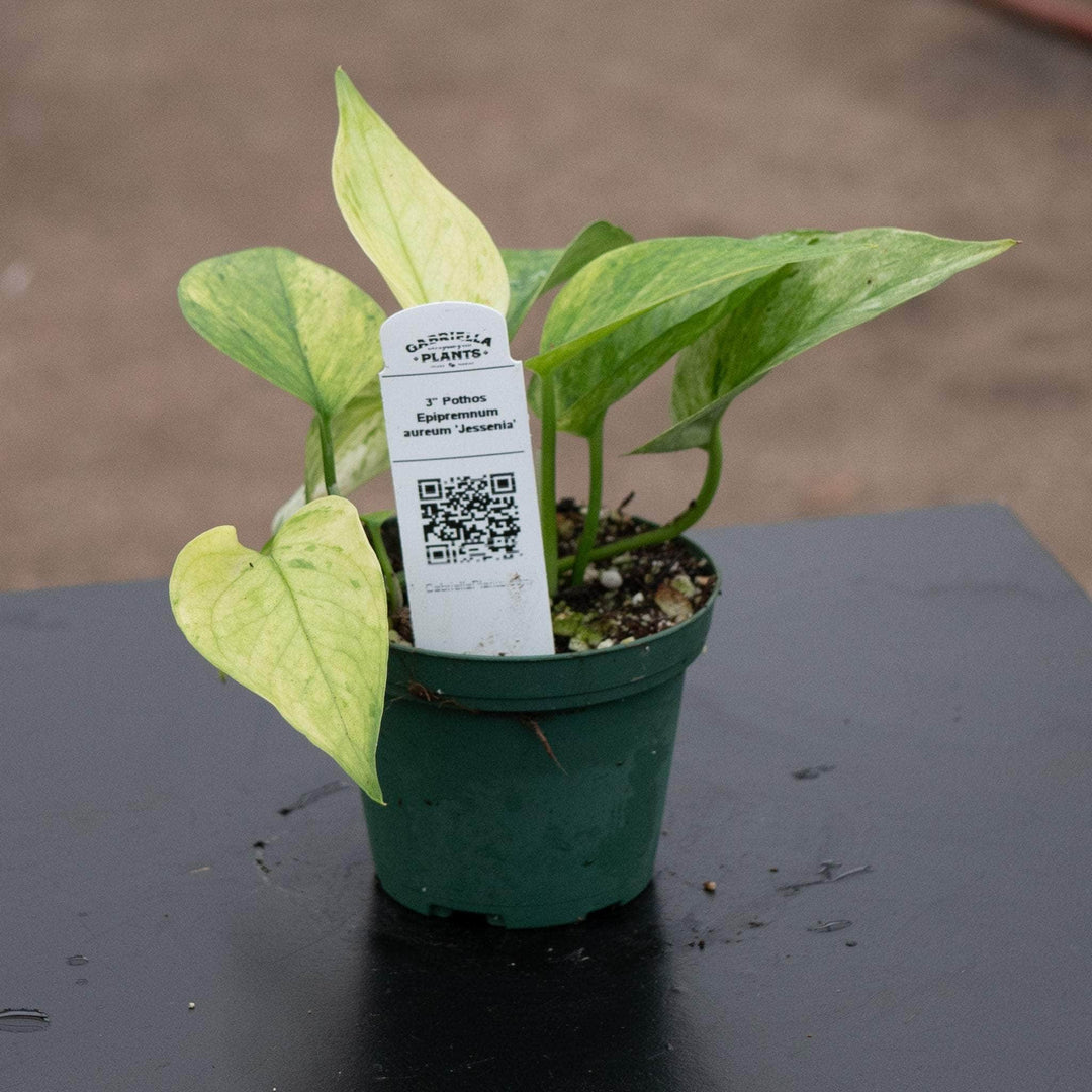 Gabriella Plants Pothos Pothos Epipremnum aureum 'Jessenia'