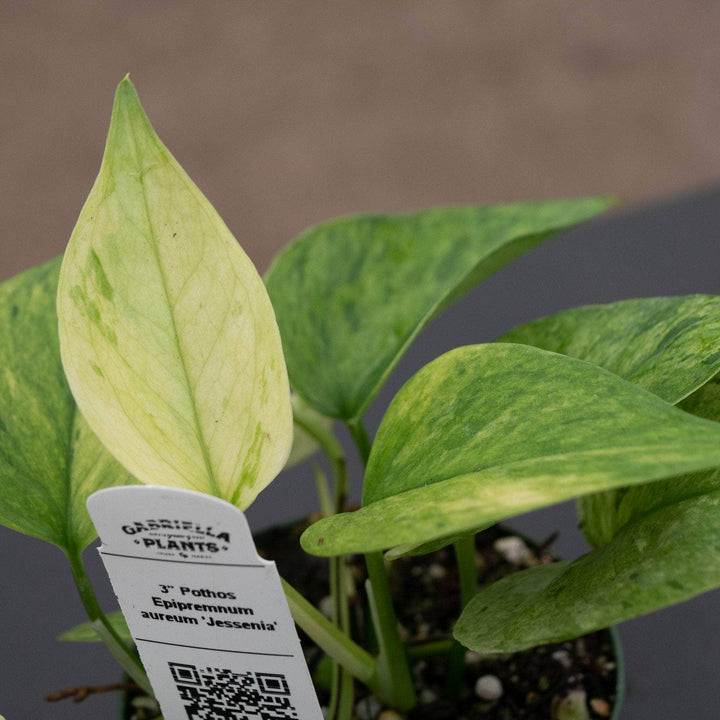 Gabriella Plants Pothos Pothos Epipremnum aureum 'Jessenia'