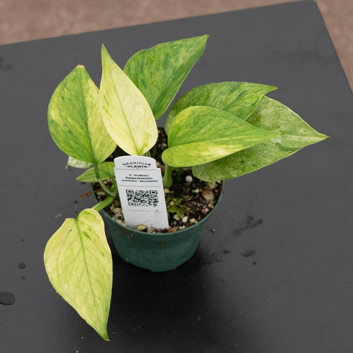 Gabriella Plants Pothos Pothos Epipremnum aureum 'Jessenia'