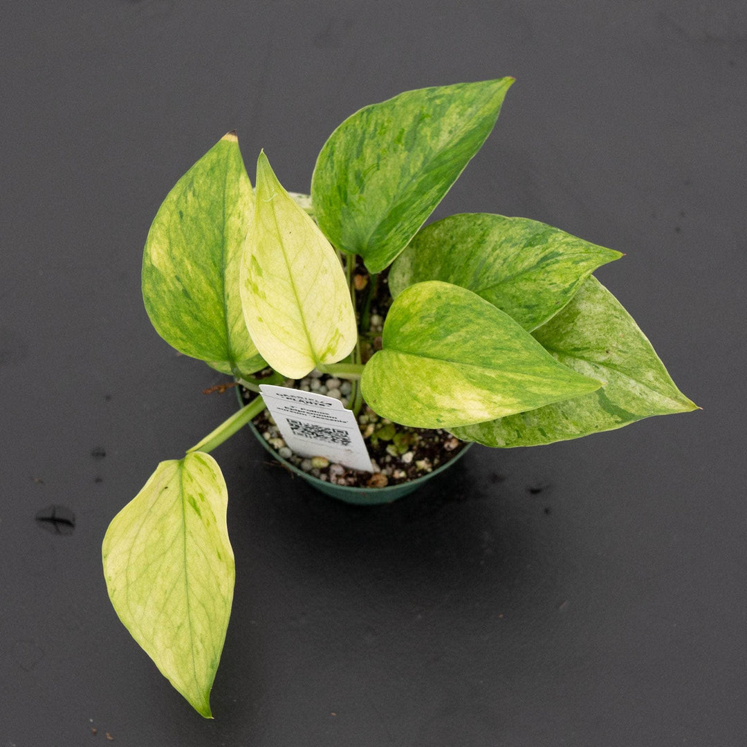 Gabriella Plants Pothos Pothos Epipremnum aureum 'Jessenia'