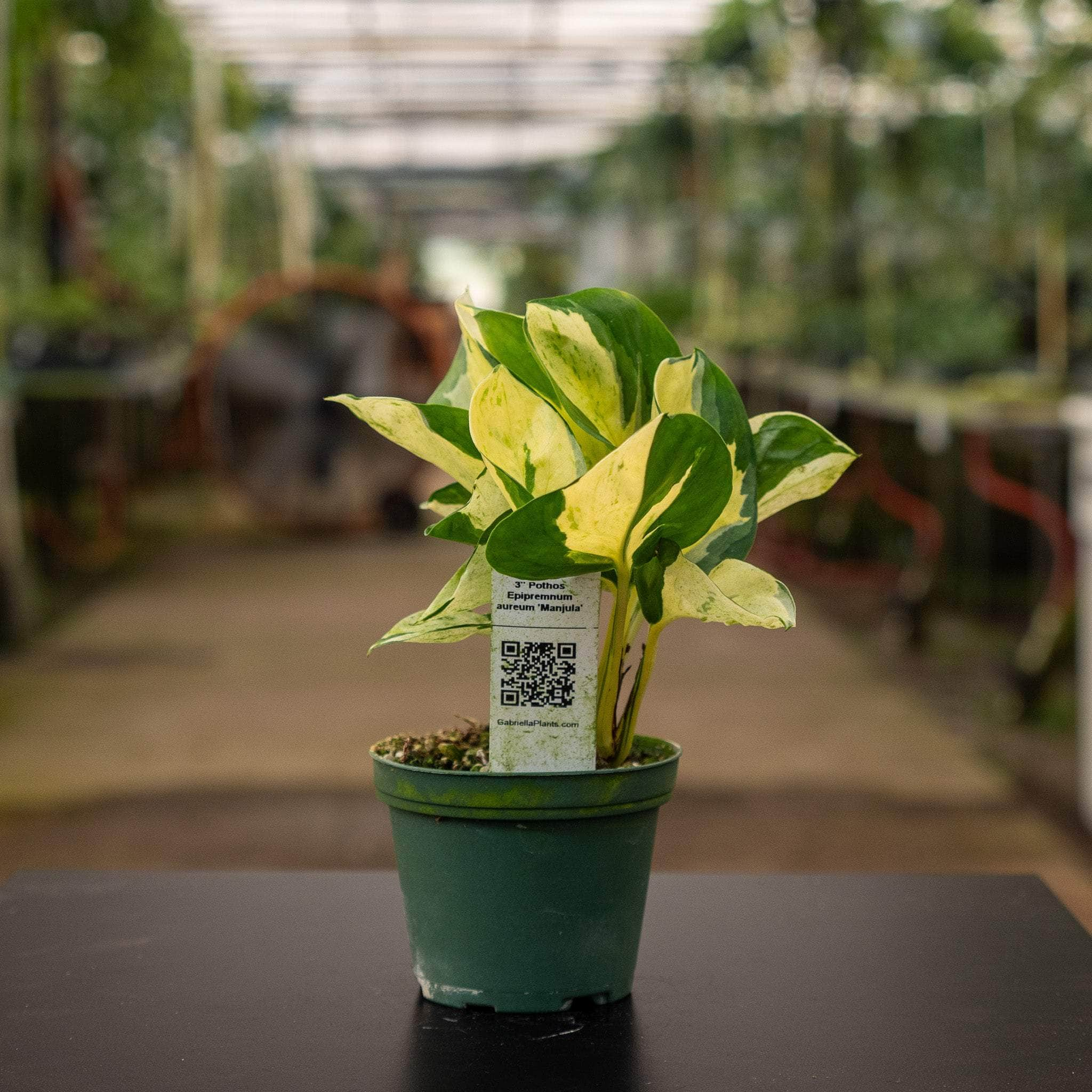 Pothos Epipremnum pinnatum albo variegata - Gabriella Plants