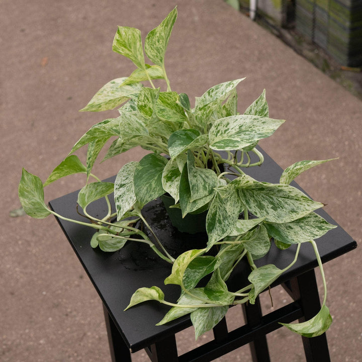 Gabriella Plants Pothos 4” Pothos Epipremnum aureum 'Marble Queen'