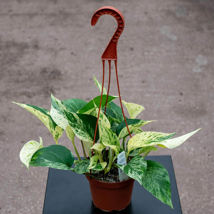 Gabriella Plants Pothos Pothos Epipremnum aureum 'Marble Queen'