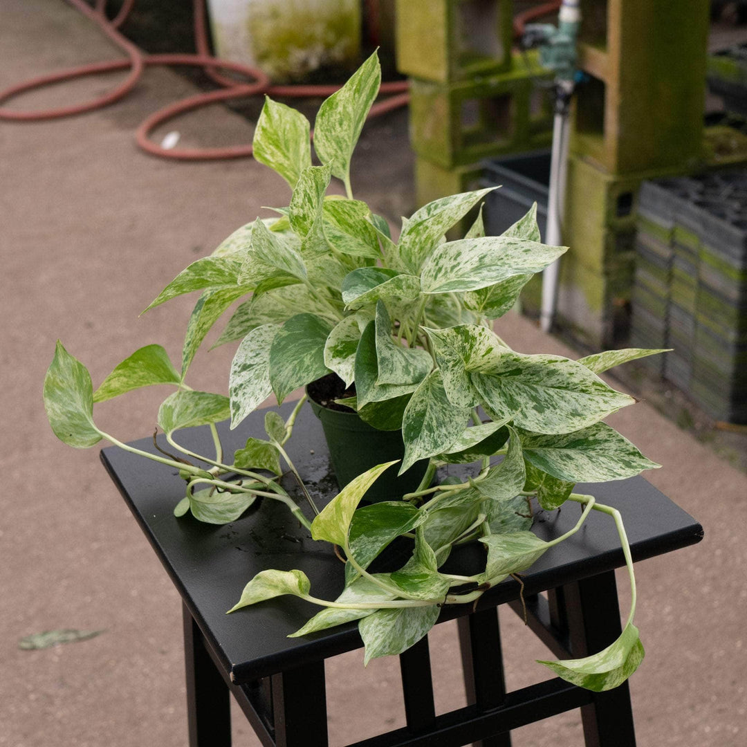 Gabriella Plants Pothos Pothos Epipremnum aureum 'Marble Queen'