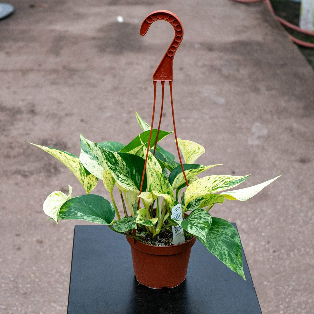 Gabriella Plants Pothos 5" Hanging Basket Pothos Epipremnum aureum 'Marble Queen'