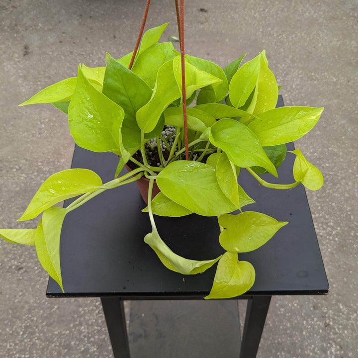 Gabriella Plants Pothos 5" Hanging Basket Pothos Epipremnum aureum 'Neon'