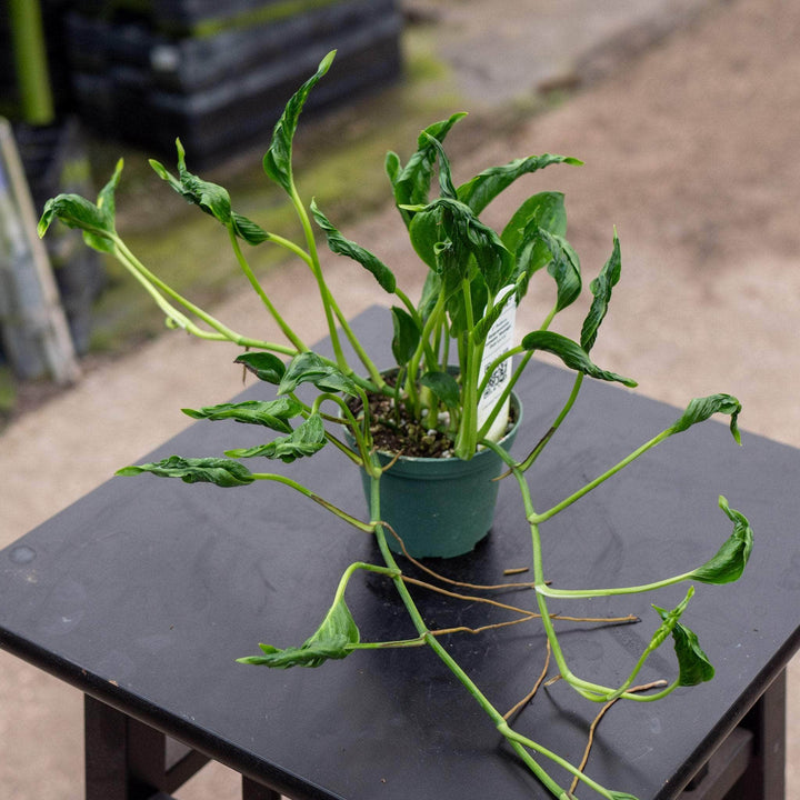 Gabriella Plants Pothos 3" Pothos Epipremnum aureum 'Shangri Ooh La La'