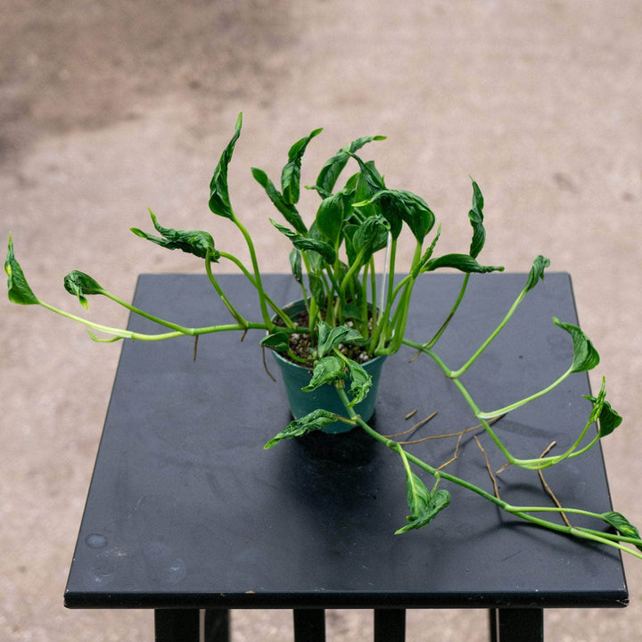 Gabriella Plants Pothos 3" Pothos Epipremnum aureum 'Shangri Ooh La La'