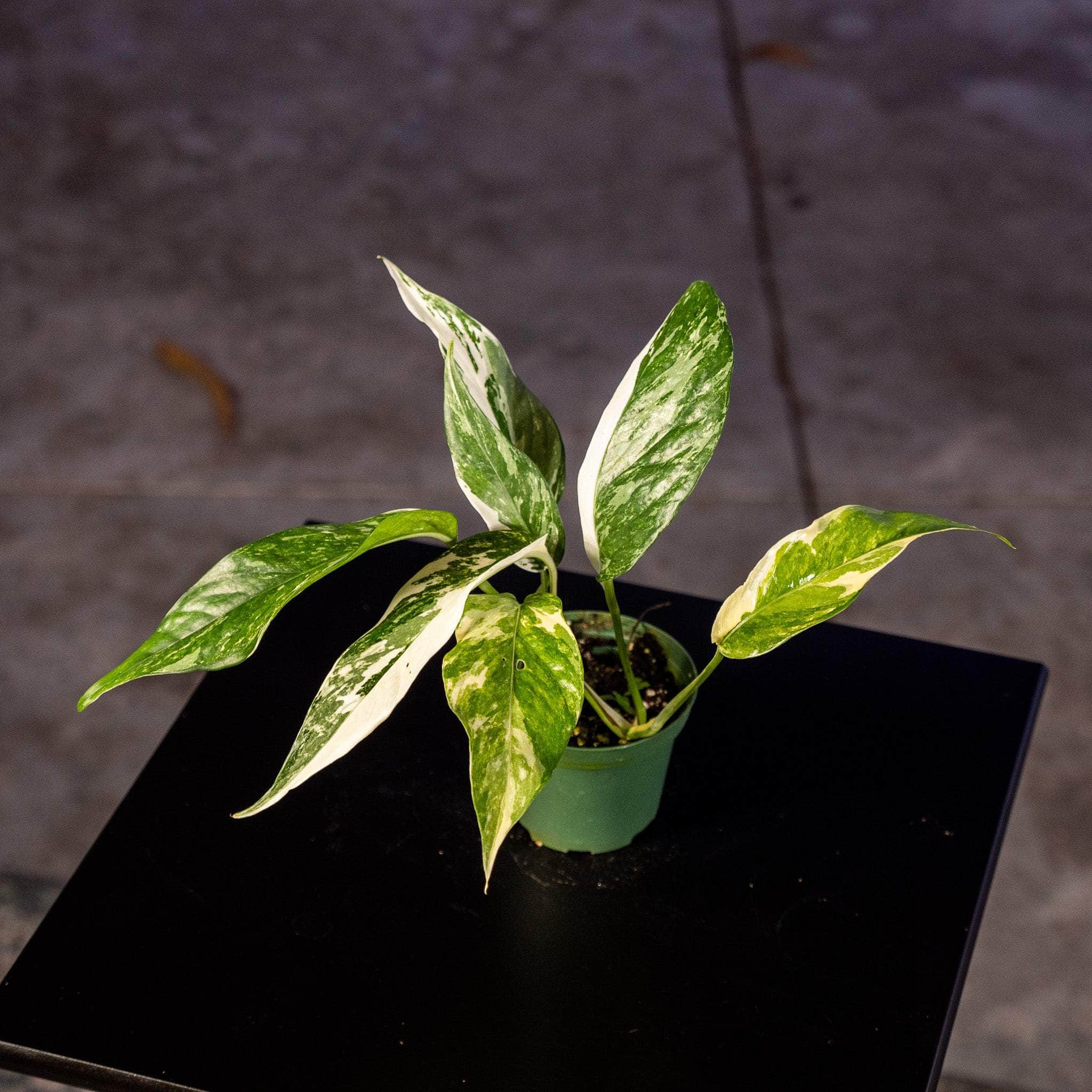Epipremnum Pinnatum Albo – Terracotta Plant Co.
