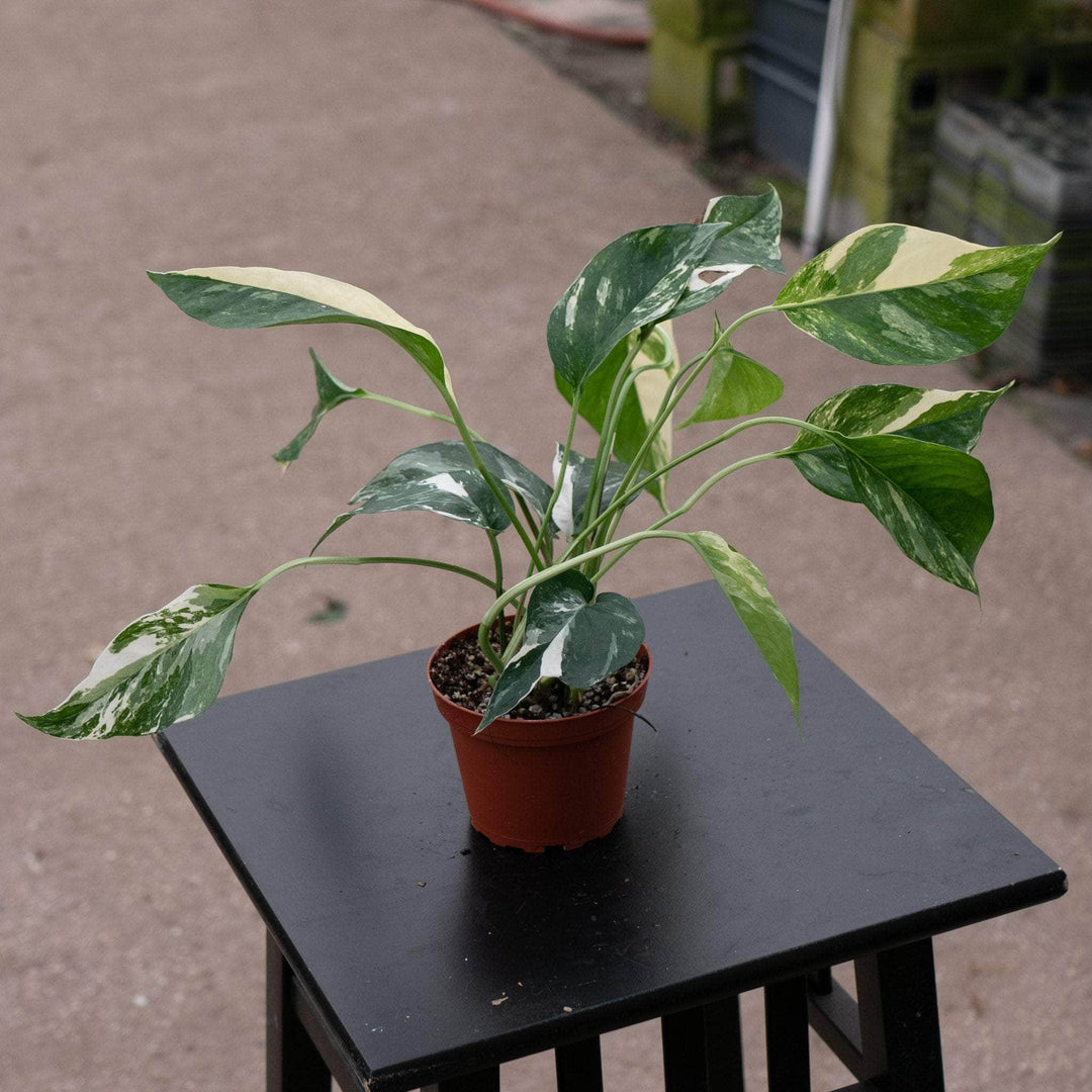 Gabriella Plants Pothos Pothos Epipremnum pinnatum albo variegata