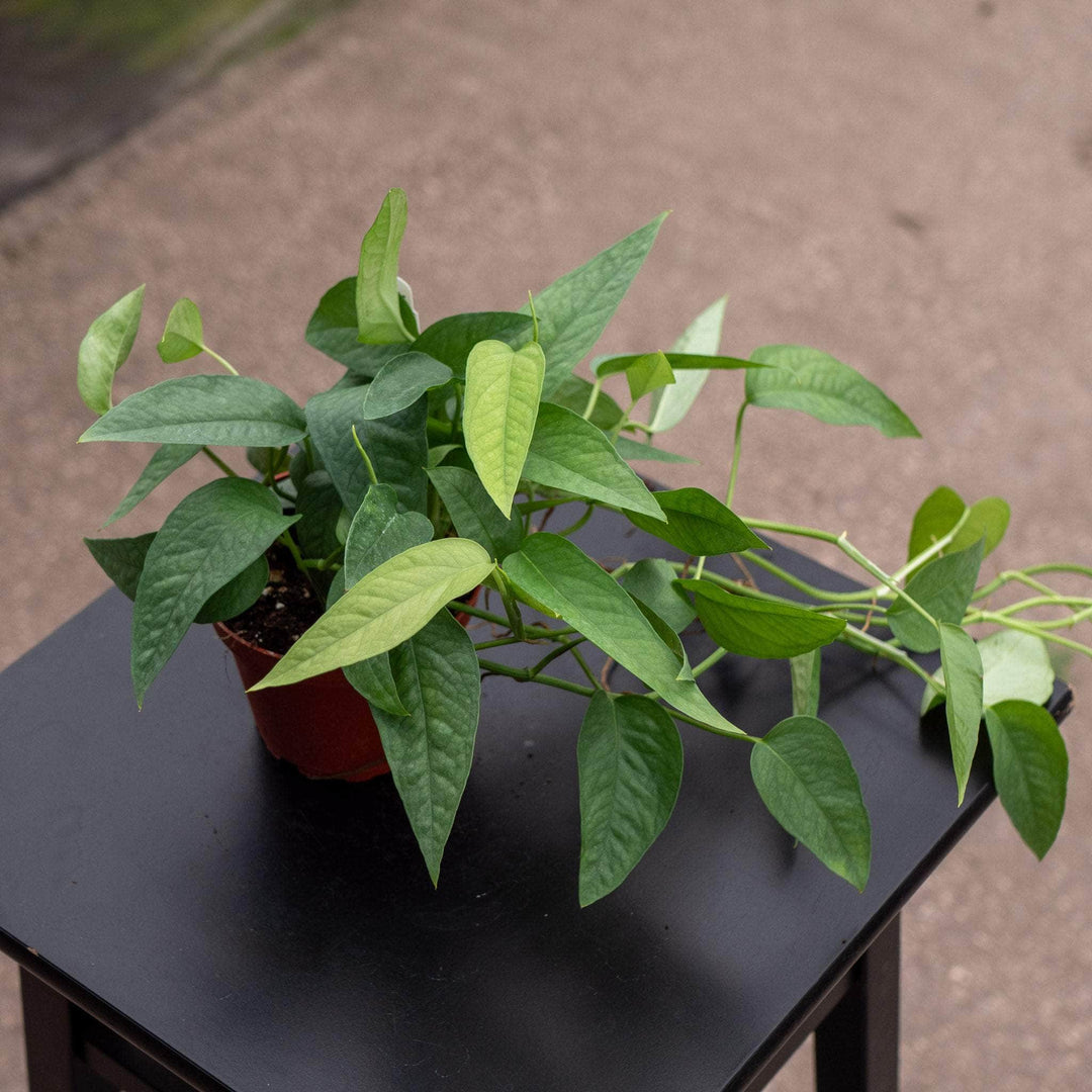 Gabriella Plants Pothos 4" Pothos Epipremnum pinnatum 'Cebu Blue'