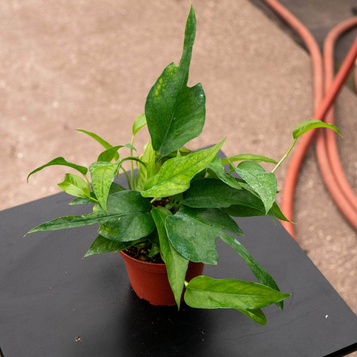 Gabriella Plants Pothos 4" Pothos Epipremnum pinnatum 'Skeleton Key'