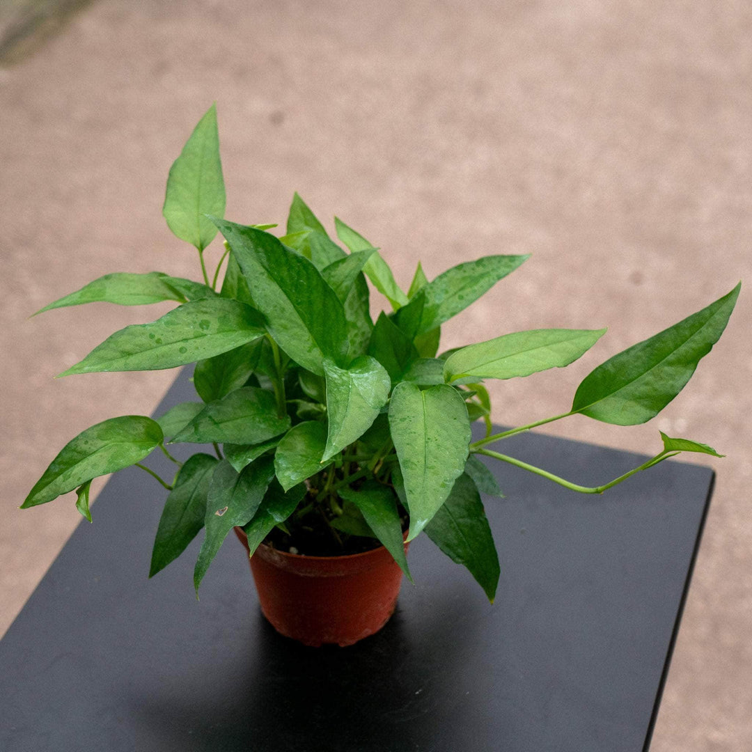 Gabriella Plants Pothos 4" Pothos Epipremnum pinnatum 'Skeleton Key'