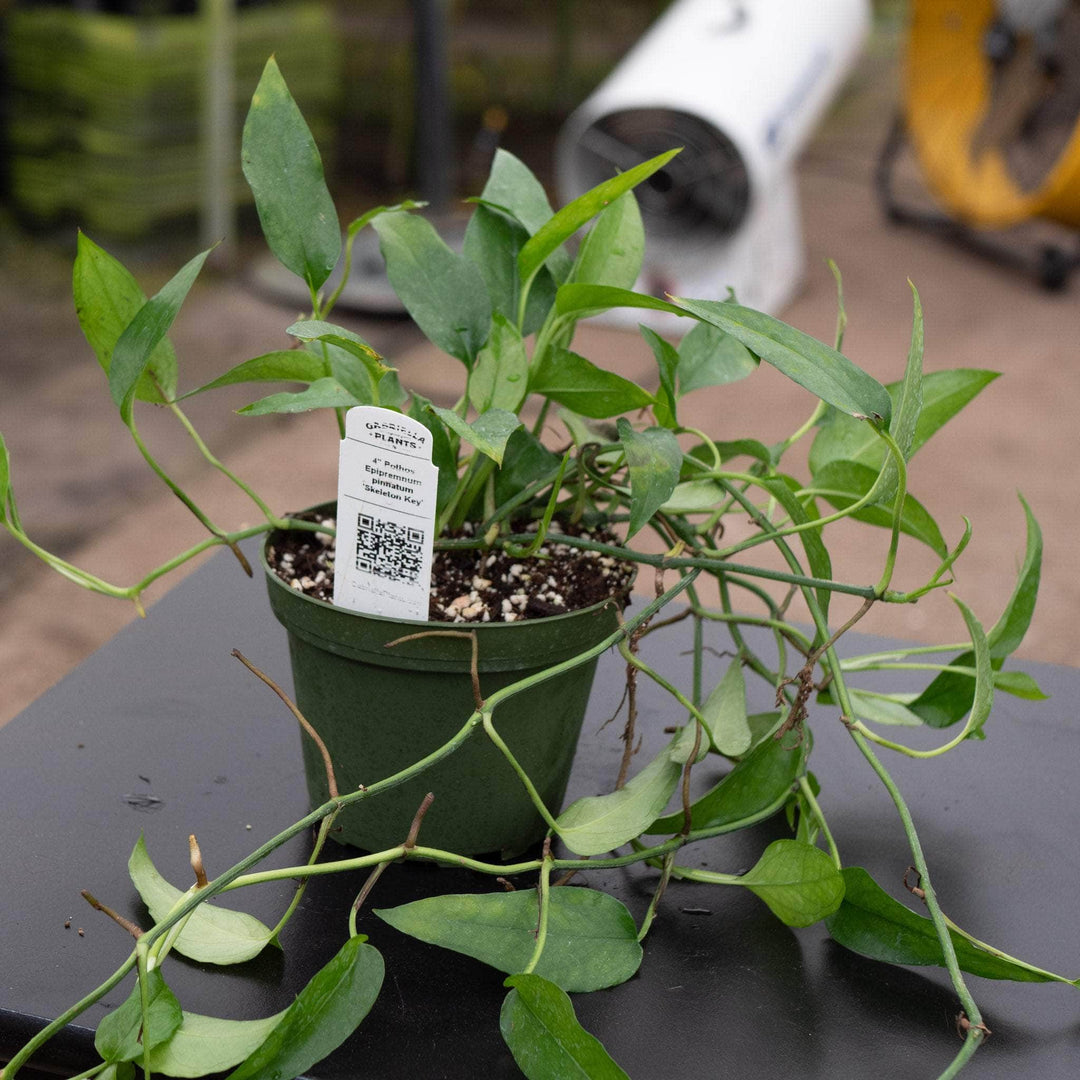 Gabriella Plants Pothos 4" Pothos Epipremnum pinnatum 'Skeleton Key'