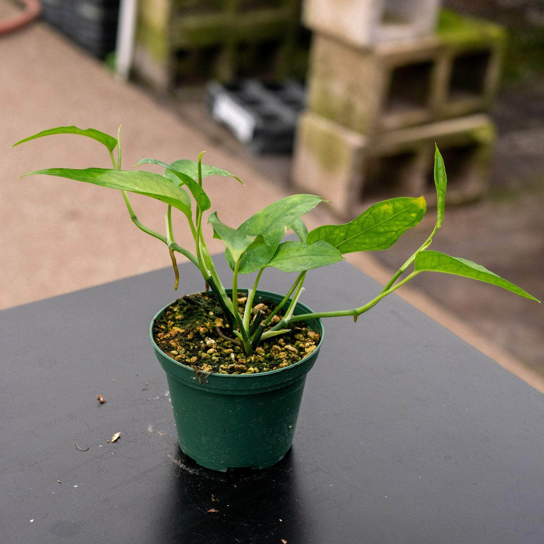 Gabriella Plants Pothos Pothos Epipremnum pinnatum 'Skeleton Key'