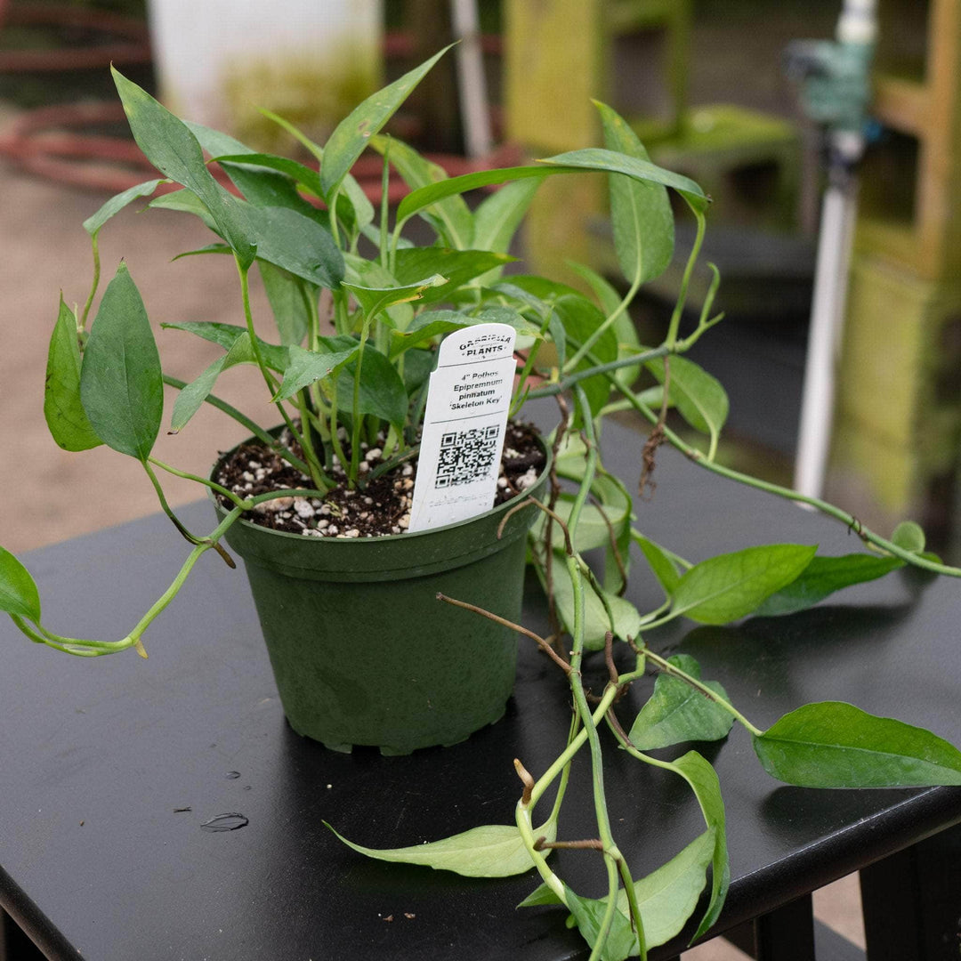 Gabriella Plants Pothos Pothos Epipremnum pinnatum 'Skeleton Key'