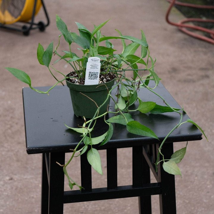 Gabriella Plants Pothos Pothos Epipremnum pinnatum 'Skeleton Key'