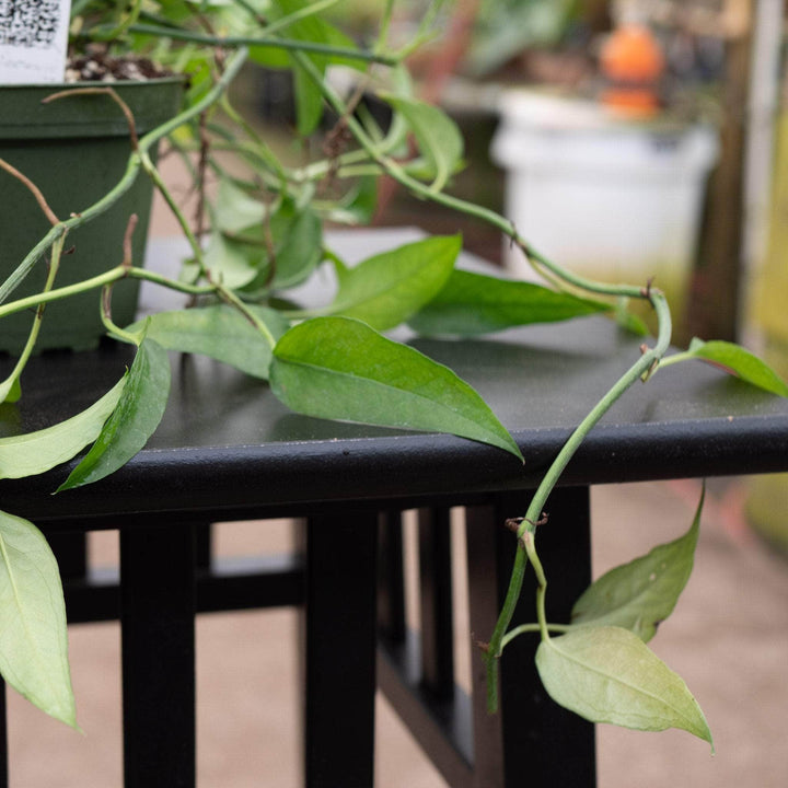 Gabriella Plants Pothos Pothos Epipremnum pinnatum 'Skeleton Key'