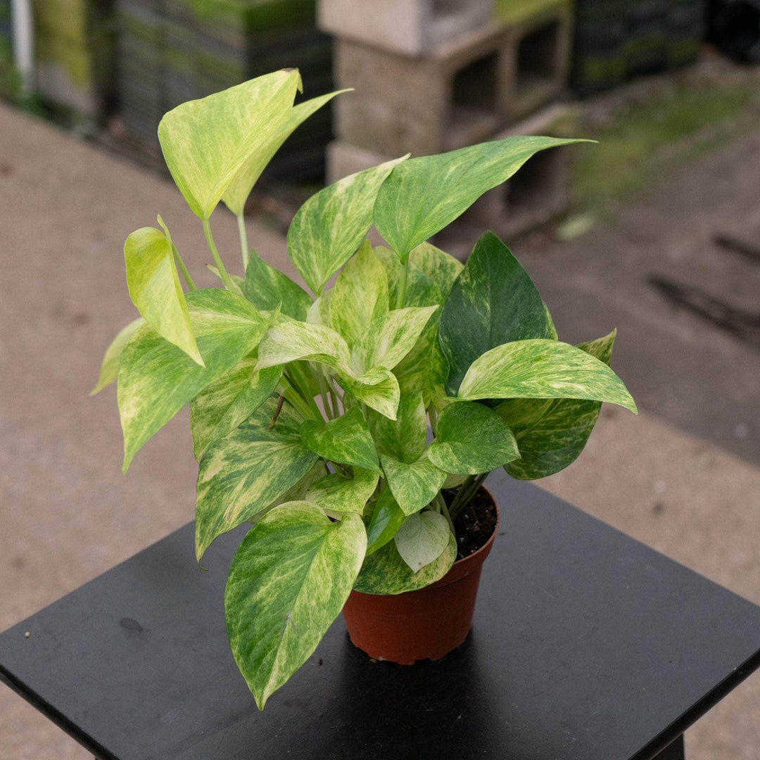 Gabriella Plants Pothos 4" Pothos 'Neon Queen'